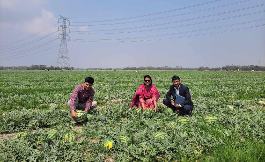 পাইকার সংকটে তরমুজ বাজার, চাষির চোখে লোকসানের শঙ্কা
